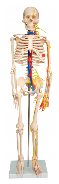 人体骨骼带心脏和血管模型85CM