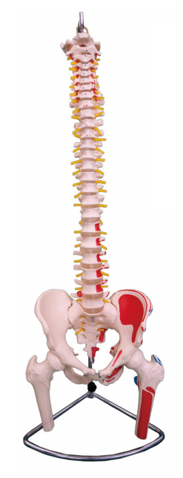 脊椎带骨盆和半腿骨附肌肉着色模型