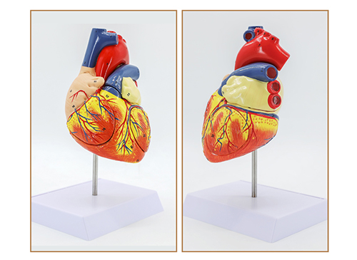 人体心脏模型（放大2倍）