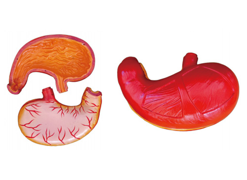 胃解剖模型（放大2倍）