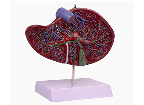 肝解剖模型