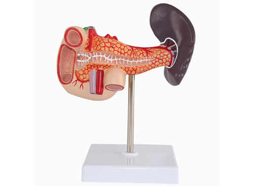 胰、十二指肠和脾模型