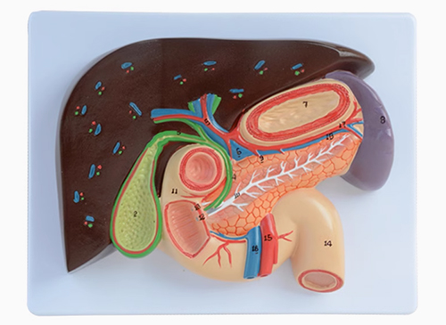 肝、胆、胰、十二指肠、胃切面模型