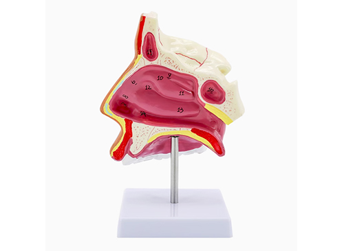 鼻腔解剖模型