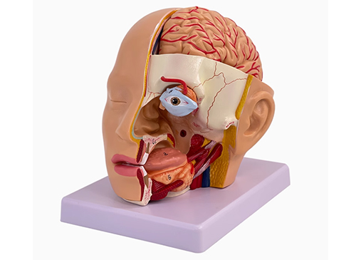 头部解剖模型（颅脑矢状窦解剖模型）