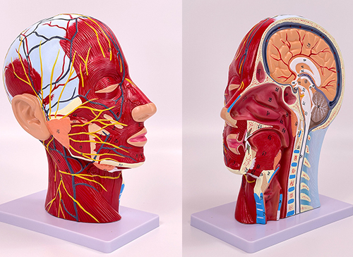 头部正中矢状切面附血管神经模型