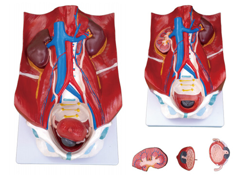 泌尿系统模型（泌尿系统附腹后壁模型）